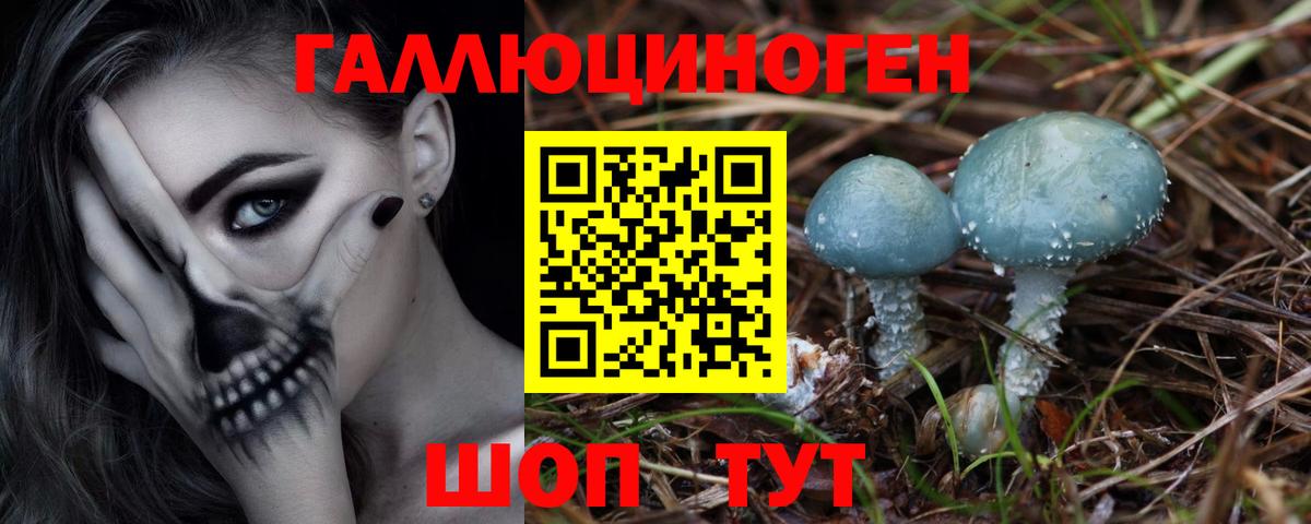 Псилоцибиновые грибы Psilocybe Чернушка